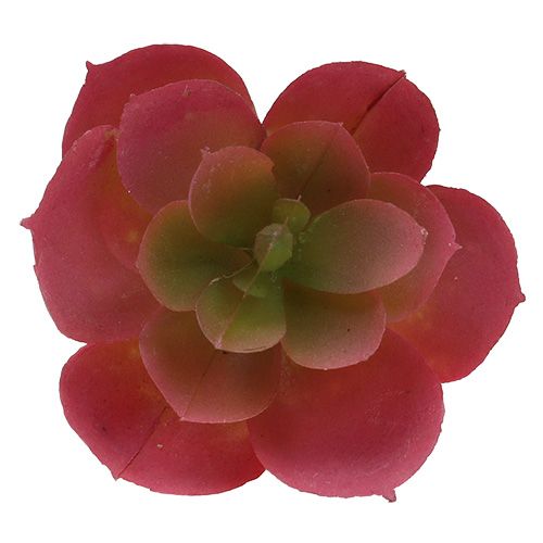 Artikel Suckulent Ø5cm Rosa 6 st