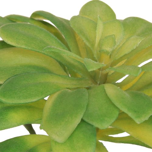 Artikel Suckulent konstgjord växt med plocka Aeonium Green 30cm 4 st