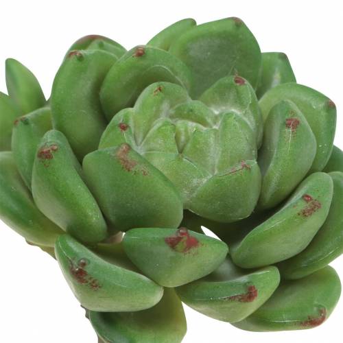 Artikel Suckulent Echeveria artificiell Grön H15cm