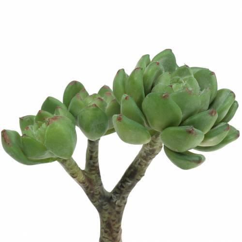 Artikel Suckulent Echeveria artificiell Grön H15cm