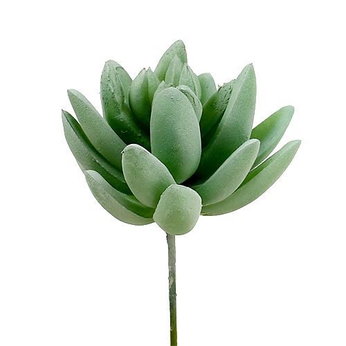 Artikel Suckulent Echeveria Ø6,5cm L11cm 6 st