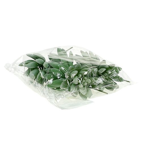 Artikel Suckulent Echeveria Ø6,5cm L11cm 6 st