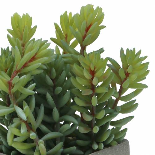 Floristik24 Suckulent ormsedum i kruka H16cm