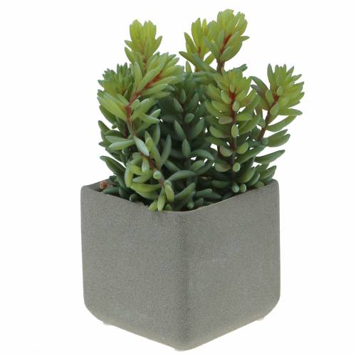 Suckulent ormsedum i kruka H16cm