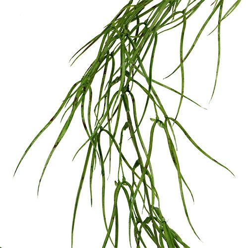 Suckulent växt hänger grönt 145cm