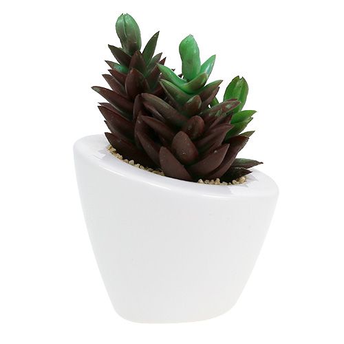 Floristik24 Saftig blandning i en kruka 9cm - 11cm 3st