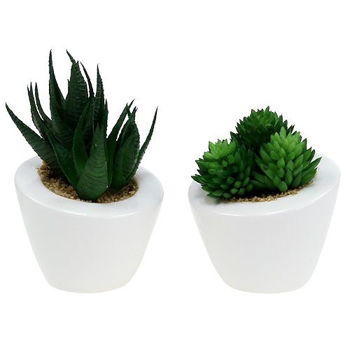 Floristik24 Saftig blandning i en kruka 9cm - 11cm 3st