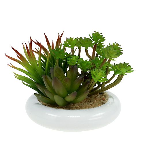 Suckulenter i kruka Ø12cm H11cm 1st