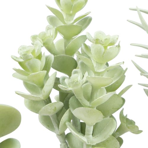 Floristik24 Suckulenter Konstgjord grön växt Grön Assorterad 9-18,5cm 4st