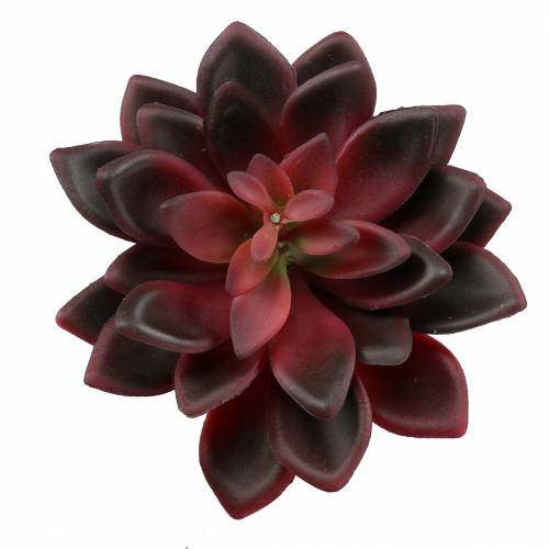 Floristik24 Succulent Houseleek Bourgogne 12cm