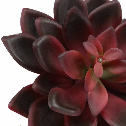 Floristik24 Succulent Houseleek Bourgogne 12cm