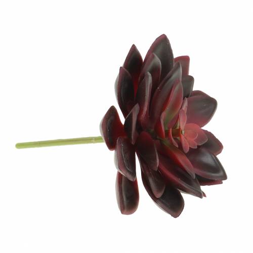 Floristik24 Succulent Houseleek Bourgogne 12cm