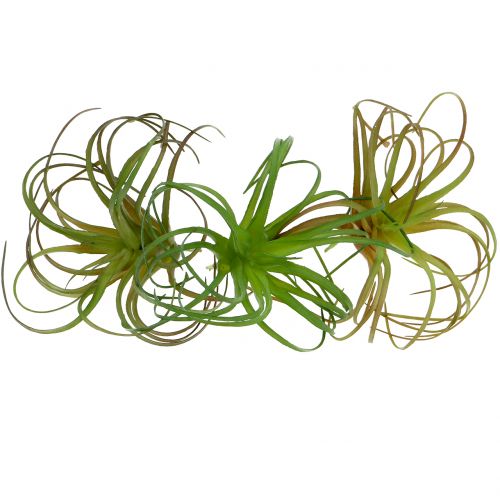 Floristik24 Tillandsia assorterad 8cm 3st