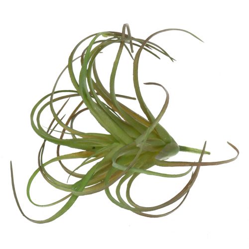 Floristik24 Tillandsia assorterad 8cm 3st