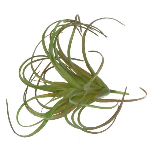 Artikel Tillandsia assorterad 8cm 3st