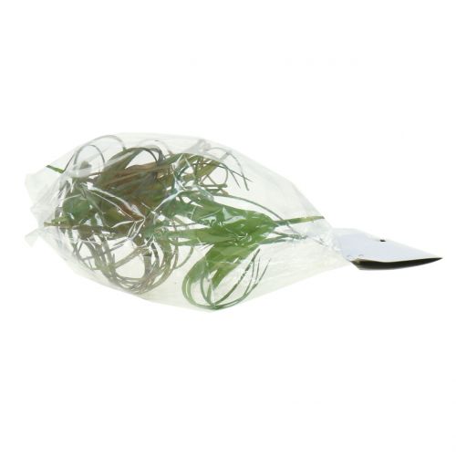 Floristik24 Tillandsia assorterad 8cm 3st
