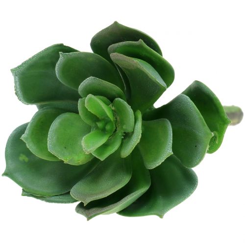 Floristik24 Suckulenter sorterade 11cm 3st