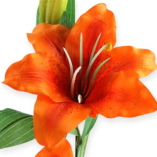 Floristik24 Tigerlilja orange 47cm