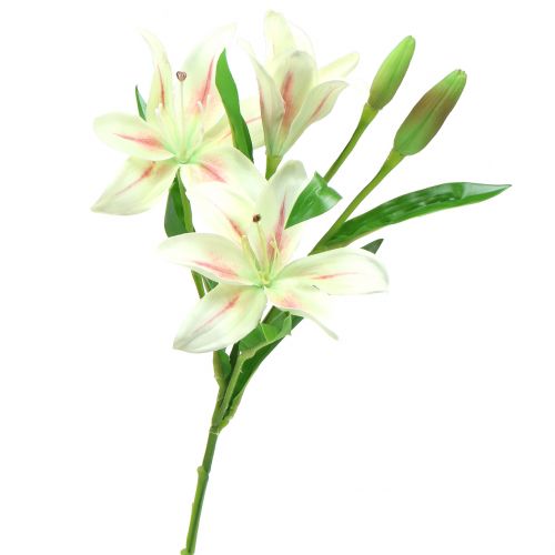 Artikel Tiger Lily Cream 60cm