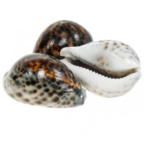 Floristik24 Cypraea tigris tiger snigel naturlig 7cm - 8cm 11st