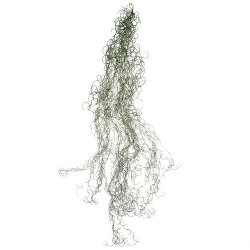 Floristik24 Tillandsia konstgrå 130cm