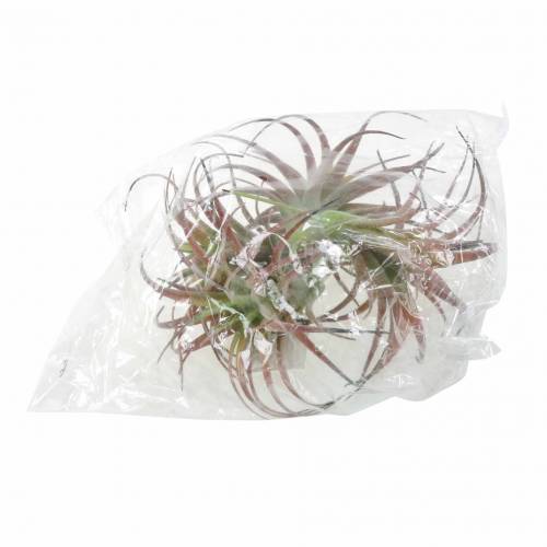Floristik24 Tillandsia grön-röd flockade 15cm 4st