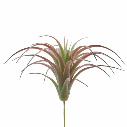 Floristik24 Tillandsia grön-röd flockade 15cm 4st