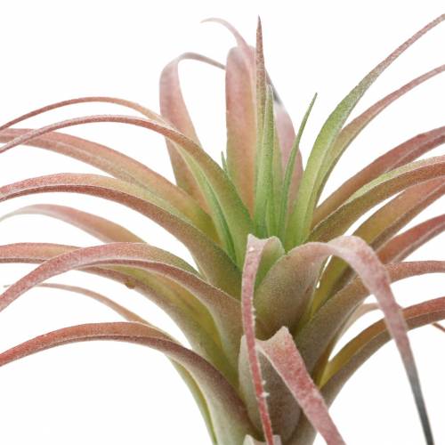 Floristik24 Tillandsia grön-röd flockade 15cm 4st