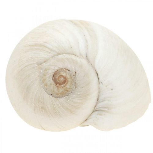 Floristik24 Bordsdekoration maritimt, tomma snigelskal vita 3-4,5cm 500g