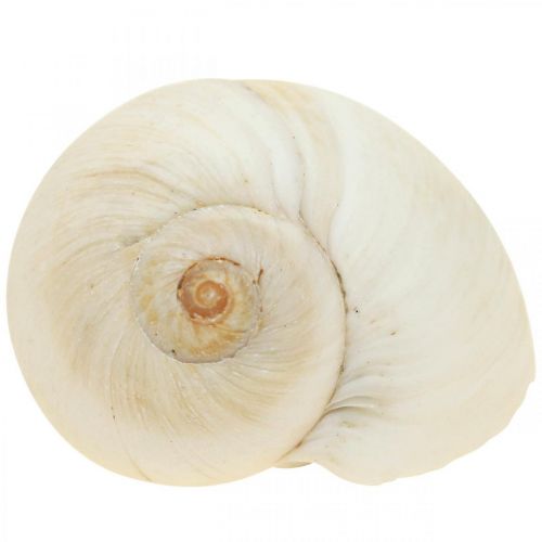 Floristik24 Bordsdekoration maritim, tomma snigelskal vit 4–5cm mix 500g