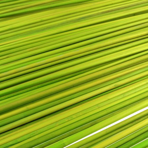 Artikel Tonkin dekorativa pinnar 70cm ljusgröna 150 st