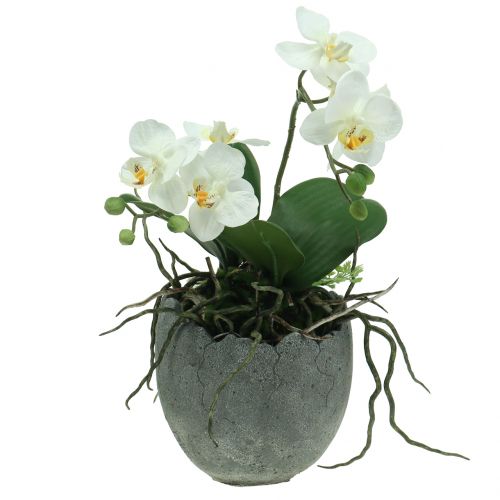 Floristik24 Betongkruka äggskal Ø14,5cm 15cm 2st