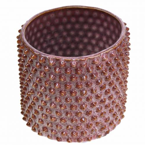 Floristik24 Planterosa, vit Ø11cm H10cm 2st