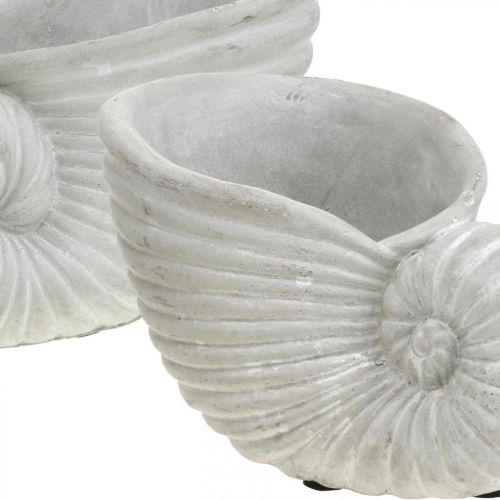 Floristik24 Skal för plantering, maritim dekoration, växtkruka Nautilus betong L15cm H9,5cm 2st