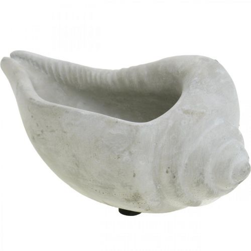 Floristik24 Skalväxtkruka, växtskål snigelskal, maritim betongdekoration L17cm H7,5cm 3 st.
