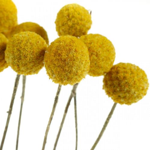 Artikel Craspedia Torkade Blommor Trumpinnar Gul 70cm 10 st