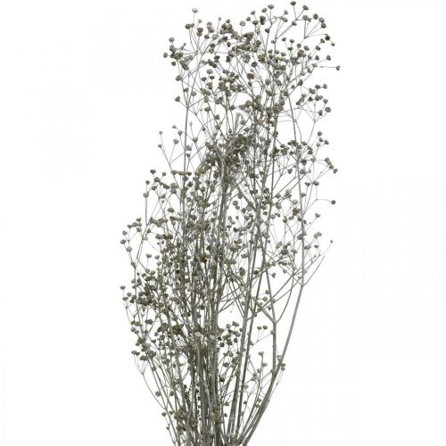 Artikel Torkad blomma Massasa vitnade dekorativa grenar 50-55cm knippe om 6 st