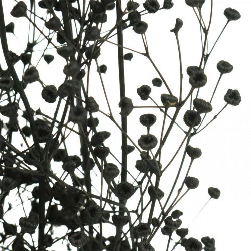 Torkad blomma Massasa svart naturlig dekoration 50-55cm knippe om 10st