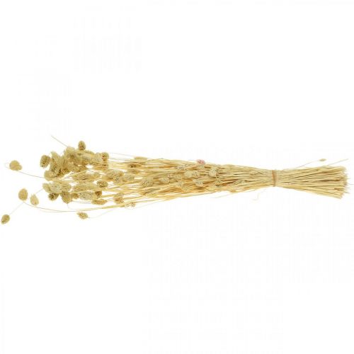 Floristik24 Torkad blomma Phalaris, dekorativt gräsklas, torrfloristik, boho natur, blekt L55cm 100g
