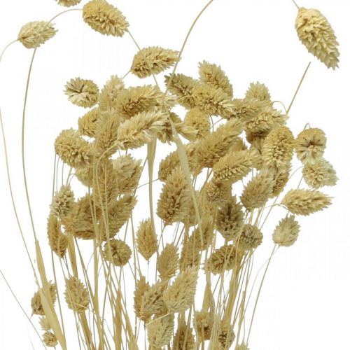 Torkad blomma Phalaris, dekorativt gräsknippe, torkade blommor, Boho natur, blekt L55cm 100g