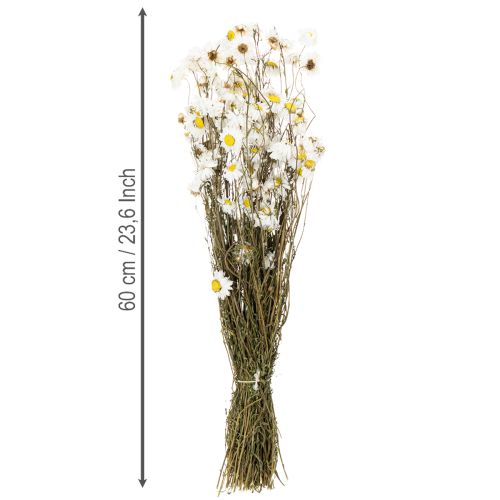 Artikel Torkade Acroclinium-blommor, vita blommor, torkat blomsterarrangemang, 60 cm, 80 g