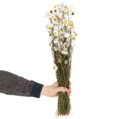 Artikel Torkade Acroclinium-blommor, vita blommor, torkat blomsterarrangemang, 60 cm, 80 g