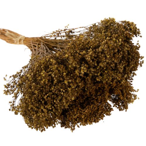 Artikel Torkade blommor Broom Bloom Olivgrön 160g 48cm