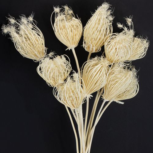 Floristik24 Torkade blommor blekta fänkålskrämer 45 cm knippe 10 st