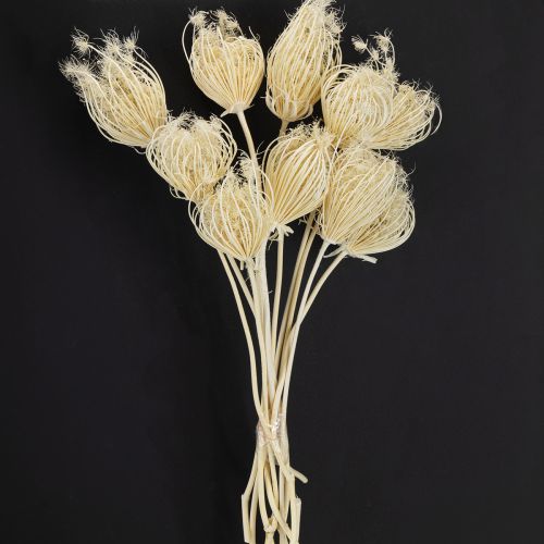 Artikel Torkade blommor blekta fänkålskrämer 45 cm knippe 10 st