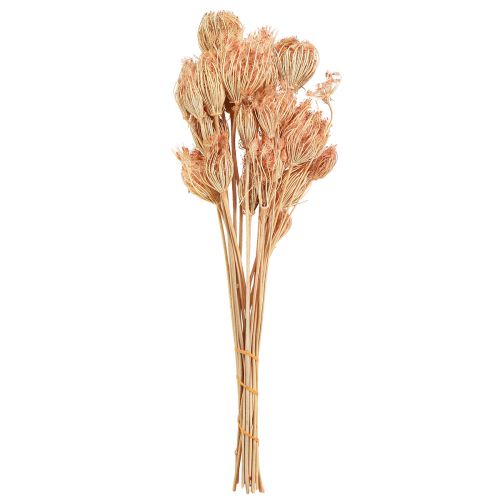 Torkade blommor dekoration fänkål lax L50cm Ø4-5cm 100g