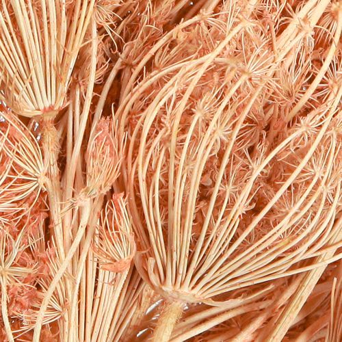 Artikel Torkade blommor dekoration fänkål lax L50cm Ø4-5cm 100g