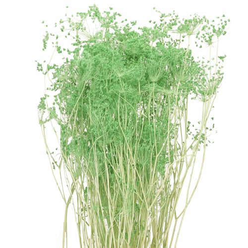 Torkade blommor Umbellifera Gröna 70-80cm 150g
