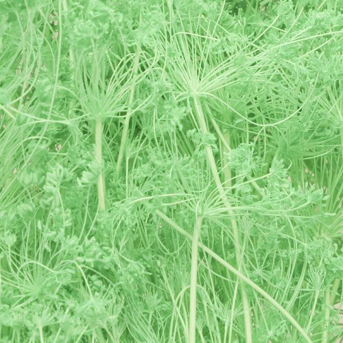 Artikel Torkade blommor Umbellifera Gröna 70-80cm 150g
