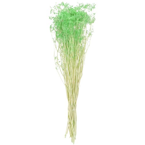 Artikel Torkade blommor Umbellifera Gröna 70-80cm 150g